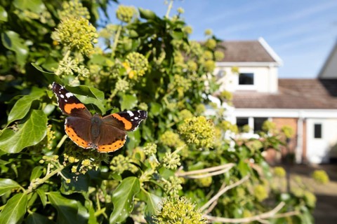 Red admiral butterfly (Vanessa atalanta) adult insect feeding on garden Ivy (Hedera helix) flowers