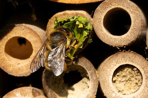 Leaf cutter bee (Megachile centuncularis) adult insect returning to a bee hotel box with leaves in