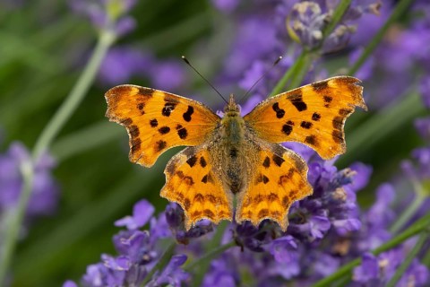 Comma butterfly (Polygonia c-album) adult insect feeding on garden blue Lavender plant flowers in