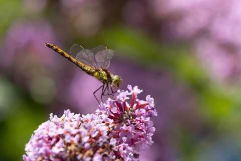 Common darter dragonfly (Sympetrum striolatum) adult female insect resting on a garden purple