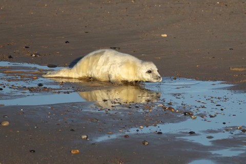 Atlantic grey seal (Halichoerus grypus) juvenile baby pup animal on a seaside beach in winter,