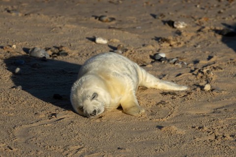 Atlantic grey seal (Halichoerus grypus) juvenile baby pup animal sleeping on a seaside beach in