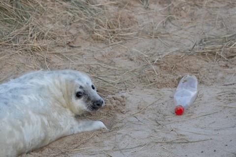 Atlantic grey seal (Halichoerus grypus) juvenile baby pup animal resting on a sand dune on a beach