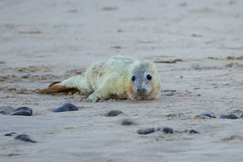 Atlantic grey seal (Halichoerus grypus) juvenile baby pup animal resting on a beach in winter,