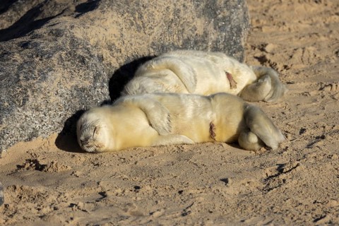 Atlantic grey seal (Halichoerus grypus) two juvenile baby pup animals sleeping on a beach in