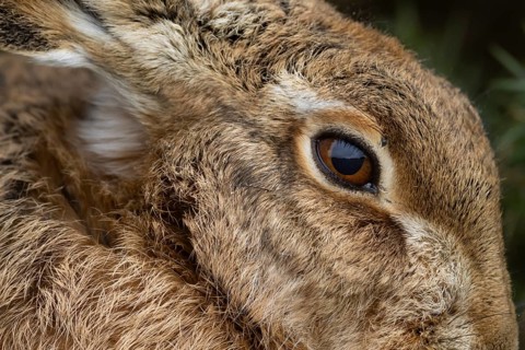 European brown hare (Lepus europaeus) adult animal head portrait close up of its eye, England,