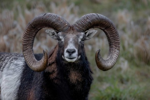 Portrait of the mouflon ram (Ovis gmelini), Germany
