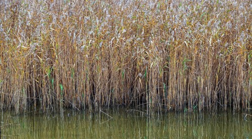 Reed (Phragmites australis) in the Bodden landscape at Meinigenbrücke near Zingst,