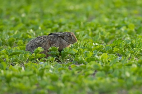 European brown hare (Lepus europaeus) adult animal eating in a sugar beet crop farmland field in