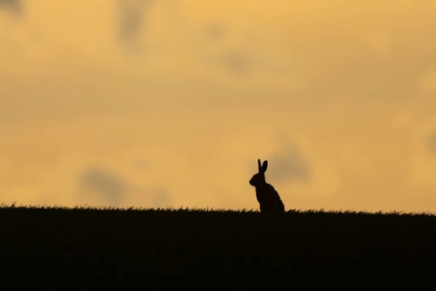 European brown hare (Lepus europaeus) silhouette of an adult animal on a ridge in a farmland cereal