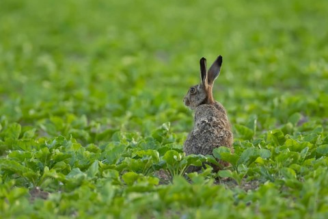 European brown hare (Lepus europaeus) adult animal in a sugar beet crop farmland field in summer,