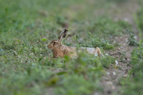 European brown hare (Lepus europaeus) adult animal laying down in a farmland field in summer,