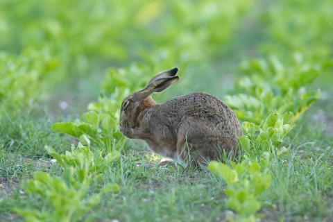 European brown hare (Lepus europaeus) adult animal washing its face in a sugar beet crop farmland