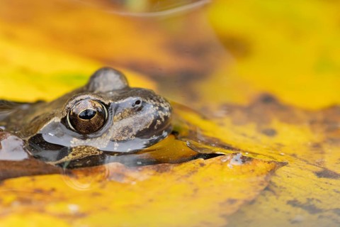 Common frog (Rana temporaria) adult amphibian on the water surface of a pond with fallen autumn