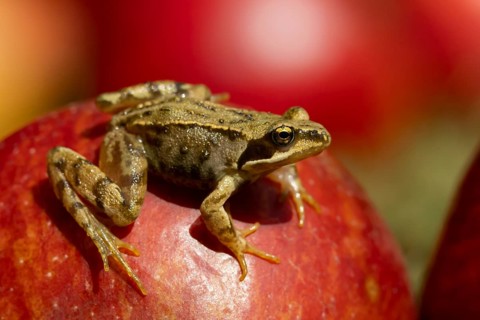 Common frog (Rana temporaria) adult amphibian on a fallen red apple in a garden in summer, England,
