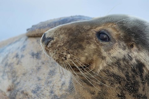 Atlantic grey seal (Halichoerus grypus) adult animal head portrait, England, United Kingdom