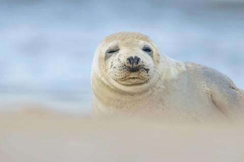 Common or Habor seal (Phoca vitulina) adult animal sleeping on a beach, England, United Kingdom