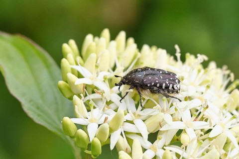 Weeping rose beetle (Oxythyrea funesta), on flowers of Common Dogwood, (Cornus sanguinea), other