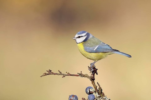 Blue tit (Parus caeruleus), sitting on a branch in a blackthorn bush, (Prunus spinosa), sloes, with