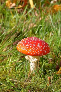 Red fly agaric (Amanita muscaria), fruiting body, in a meadow, close-up, Wilnsdorf, North