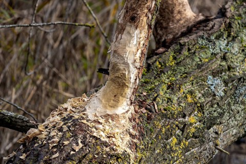 Tree felled by beaver, Darßwald, Darß, Fischland-Darß-Zingst, Western Pomerania Lagoon Area