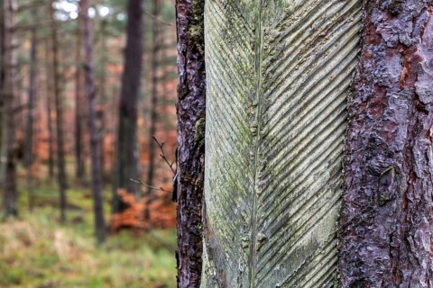 Pine tree (Pinus) with cut-in resin conductive chips, resin extraction until 1990, Darßwald, Darß,