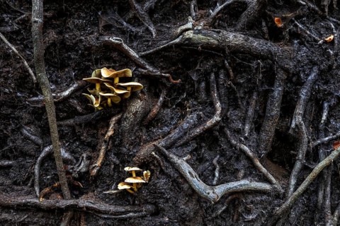 Mushrooms grow from the roots of a fallen tree, Darßwald, Darß, Fischland-Darß-Zingst, Western