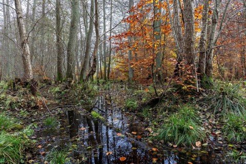 Moorland in the pristine Darßwald, autumn colors, Darß, Fischland-Darß-Zingst, Western Pomerania