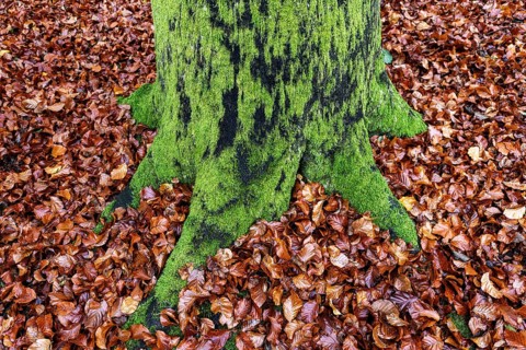 Moss-covered tree trunk in autumn forest, Darßwald, Fischland-Darß-Zingst, Western Pomerania Lagoon