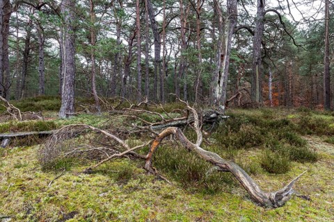 Pines (Pinus), pine forest, tree trunks, Darßwald, Fischland-Darß-Zingst, National Park