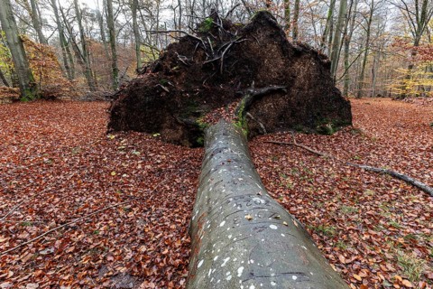 Fallen tree lies in autumn forest, autumn-colored leaves, Darßwald, Fischland-Darß-Zingst, Western