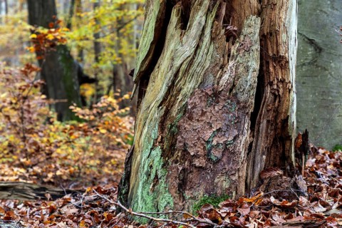 Rotten tree in autumn forest, Darßwald, Fischland-Darß-Zingst, Western Pomerania Lagoon Area