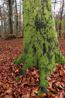 Moss-covered tree trunk in autumn forest, Darßwald, Fischland-Darß-Zingst, Western Pomerania Lagoon