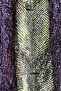 Pine tree (Pinus) with cut-in resin conductive chips, resin extraction until 1990, Darßwald, Darß,