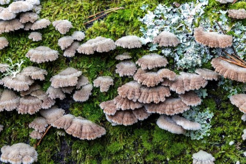 Tree fungus, Split Gill (Schizophyllum commune), on dead tree trunk, Darßwald, Darß,