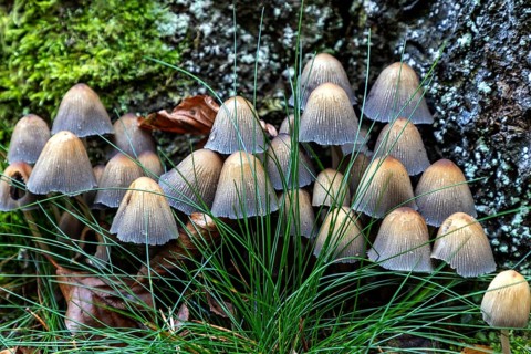 Mushroom, mica tintling (Coprinellus micaceus), Darßwald, Darß, Fischland-Darß-Zingst,