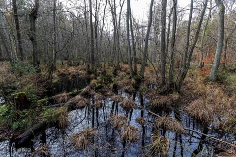 Moorland in the pristine Darßwald, Darß, Fischland-Darß-Zingst, Western Pomerania Lagoon Area
