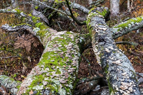 Dead tree trunks with tree fungi, Split Gill (Schizophyllum commune), lying on forest floor,