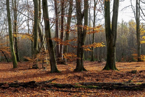 Autumn forest, autumn-colored trees, Darßwald, Darß, Fischland-Darß-Zingst, Western Pomerania
