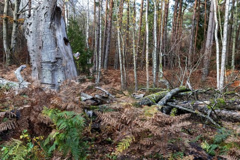 Dead tree trunks lie on forest soil, Darßwald, Darß, Fischland-Darß-Zingst, Western Pomerania