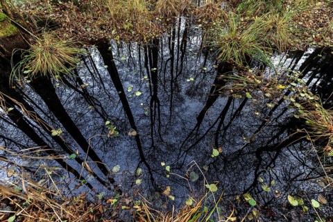 Moorland in the pristine Darßwald, trees are reflected in moor water, Darß, Fischland-Darß-Zingst,