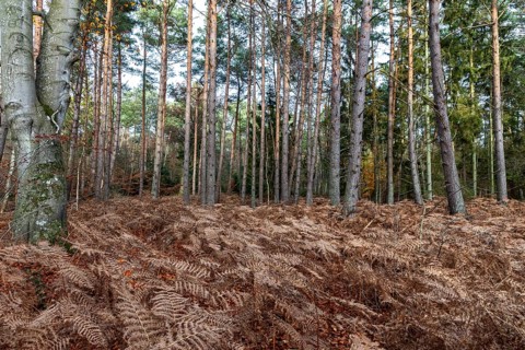 Autumn forest, forest floor covered with brown fern, Darß, Fischland-Darß-Zingst, Western Pomerania