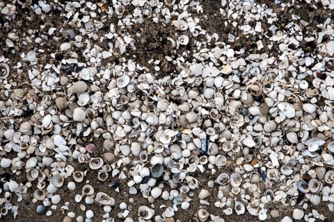 Mussel shells in the sand, Weststrand Darß, Baltic Sea, Fischland-Darß-Zingst, Western Pomerania