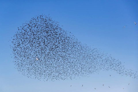 A flock of starlings (Sturnus vulgaris) as well as storm petrels (Larus canus) and black-headed