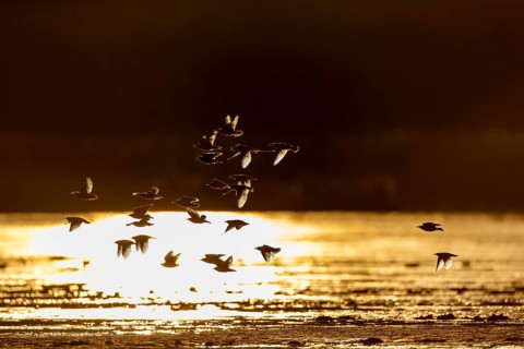 A small flock of starlings (Sturnus vulgaris) backlit, evening light, reflection, Germany