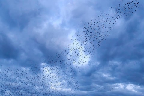 Starlings (Sturnus vulgaris) gather over the roost while the clouds herald a restless night, autumn