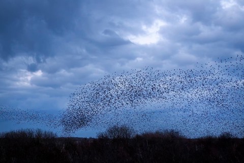 Starlings (Sturnus vulgaris) gather in a large flock on the North Sea coast, autumn migration,