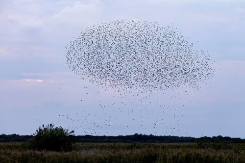 Like raindrops falling from a cloud, some starlings (Sturnus vulgaris) leave the flock, autumn