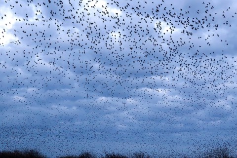 Starlings (Sturnus vulgaris) gather in a large flock on the German North Sea coast, autumn