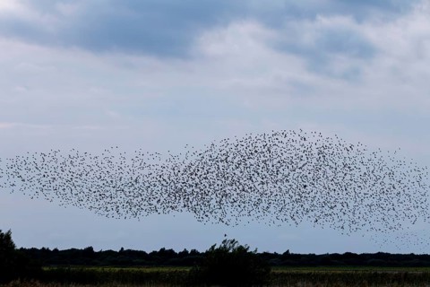 Directly below the flock of starlings (Sturnus vulgaris) follows a sparrowhawk (Accipiter nisus),